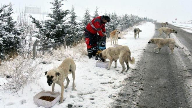 Kocasinan’dan yoğun kar yağışında sokak hayvanları için yemleme çalışması