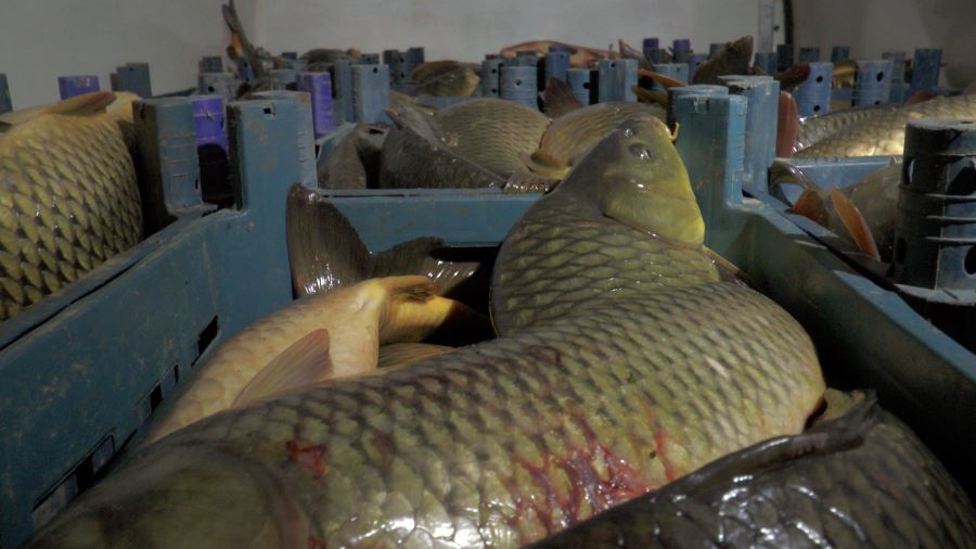 Kaçak Avcı 1,5 ton sazan balığı ile yakalandı