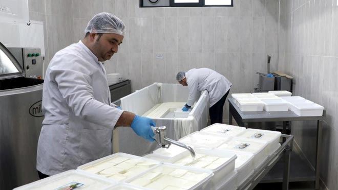 KAYÜ bağışçılardan temin ettiği sütü peynir yaparak depremzedelere gönderdi