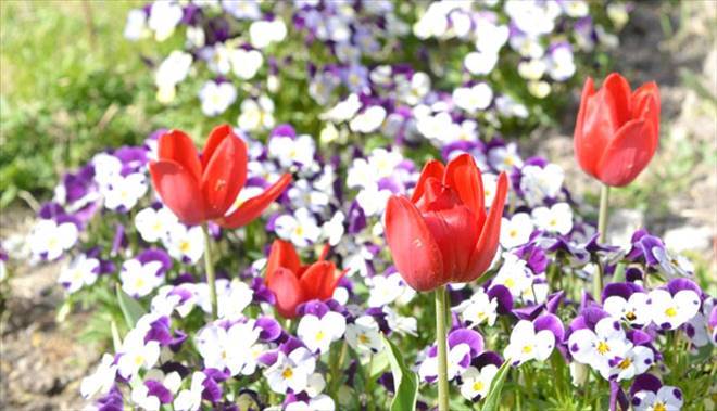  ÇİÇEĞİMİZ SERAMIZDAN