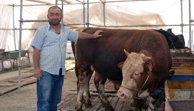 KAYSERİ´DE KURBANLIK HAYVANLAR