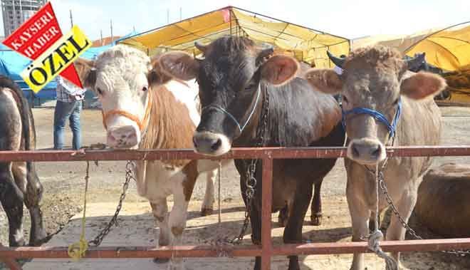 KURBAN SATICILARI DERTLİ