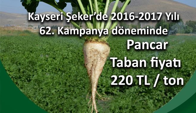 KAYSERİ ŞEKER ŞEKER PANCARI TABAN FİYATINI
