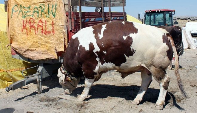 PAZARIN KRAL´INA TALİP ÇOK ALAN YOK