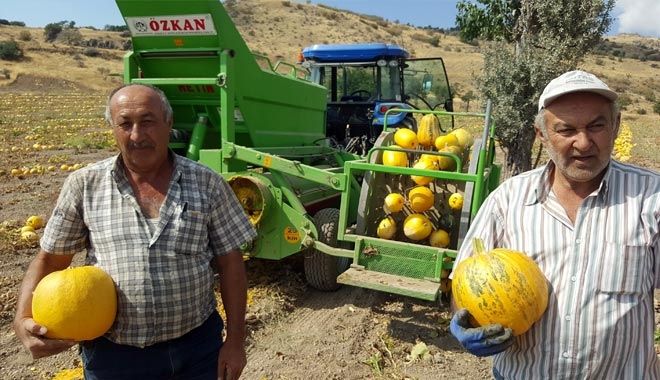 KABAK ÇEKİRDEĞİ SEKTÖRÜNDE