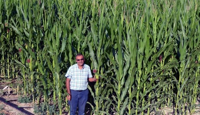 KAYSERİ ŞEKER´İN SÖZLEŞMELİ SİLAJLIK MISIR EKİMİNDE