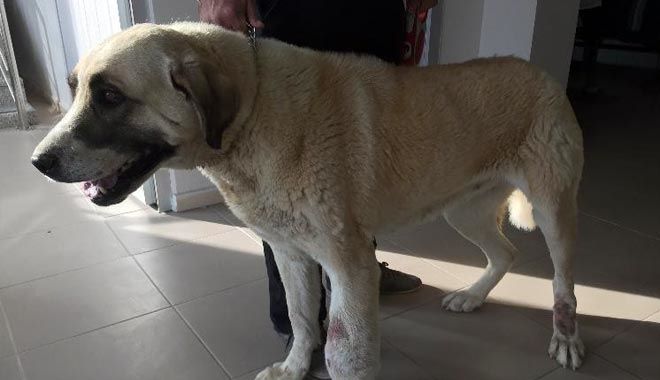 AYAĞI TÜMÖRLÜ KÖPEK SAĞLIĞINA KAVUŞTU