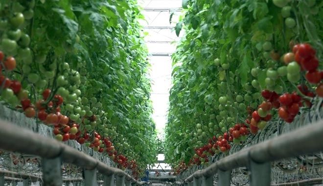 KAYSERİ ŞEKER´İN KIŞLIK DOMATESLERİNİN