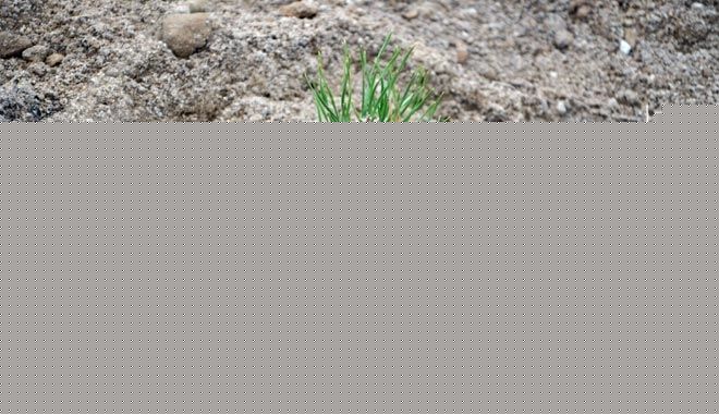 ERCİYES DAĞINDAKİ MERALAR AĞAÇLANDIRILIYOR