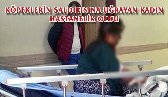 KÖPEKLERİN SALDIRISINA UĞRAYAN KADIN 