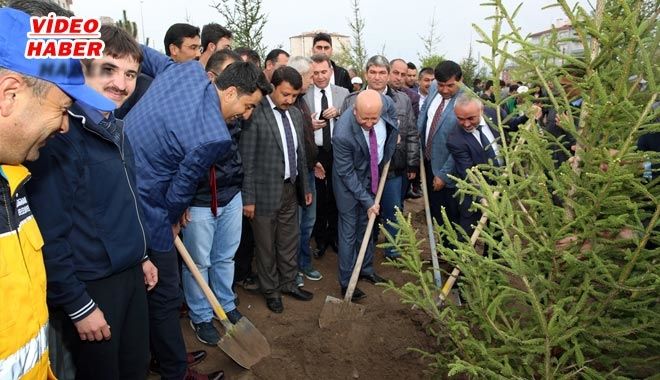 KOCASİNAN´DA AĞAÇLANDIRMA, 