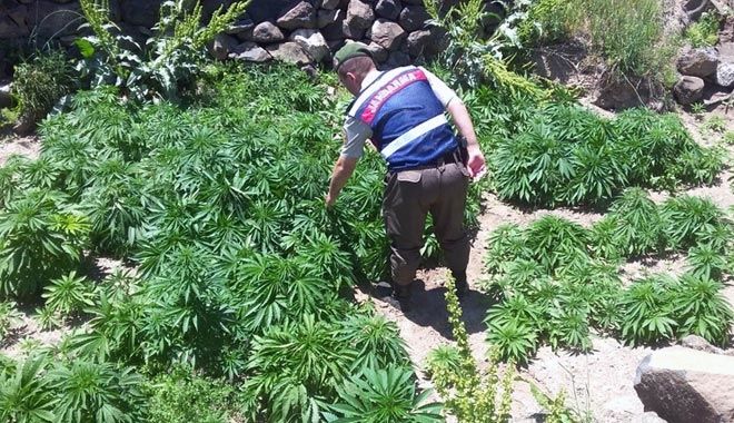 İncesu´da 5 Bin 717 Kök Hint Keneviri Ele Geçirildi