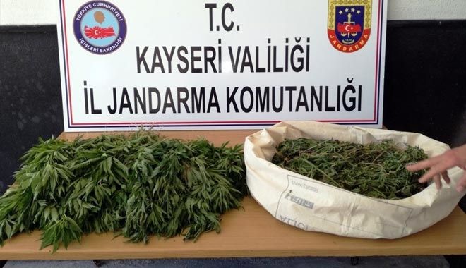 Pınarbaşında Kenevir Ele Geçirildi