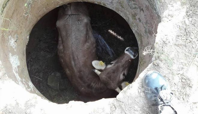 Kuyuya Düşen İneği İtfaiye Kurtardı