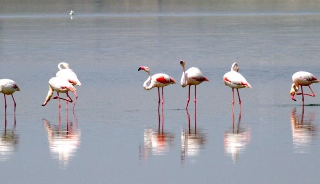 FLAMİNGO YAVRULARI 