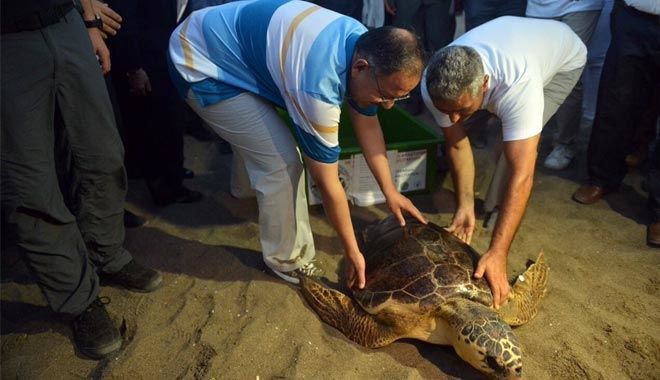 CARETTA CARETTALAR DENİZLE BULUŞTU