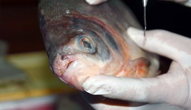 ´PİRANA´ DEĞİL ´PACU´ ÇIKTI 