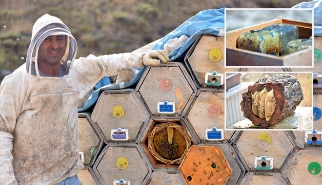 CAM KAVANOZDA VE KÜTÜĞÜN İÇİNDE ÜRETİLEN BALLAR