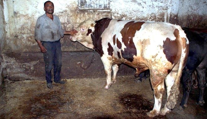 ARABA FİYATINA KURBANLIK 