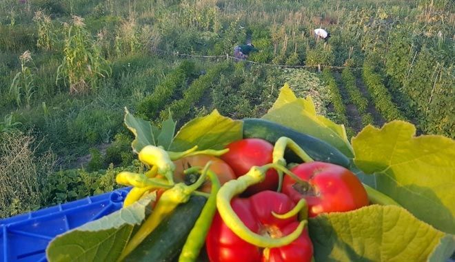 KAYSERİ ŞEKER´DEN ÇALIŞANLARINA HOBİ BAHÇESİ