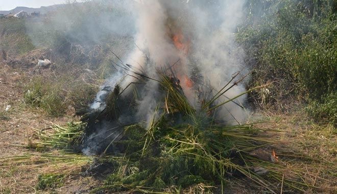 MISIRLARIN ARASINDA KÖK KENEVİR ELE GEÇİRİLDİ