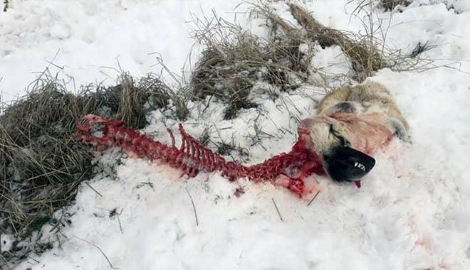 AÇ KALAN KURTLAR, KÖPEĞİ YEDİ