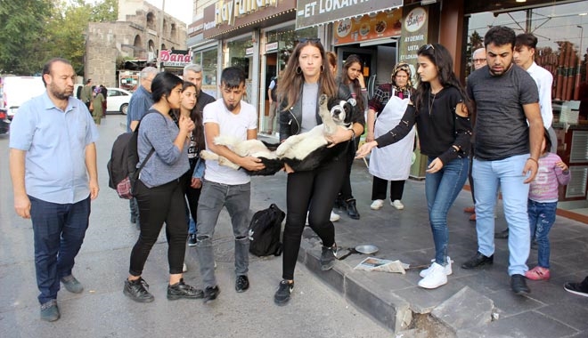 YARALI KÖPEK İÇİN