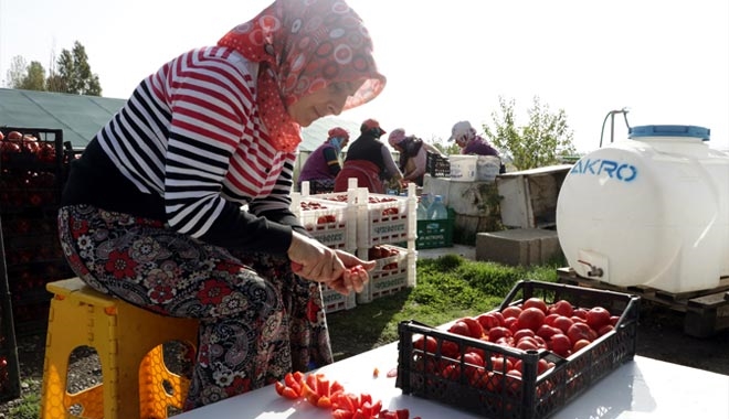 DOMATES TOZUYLA HAYALLERİNİ GERÇEKLEŞTİRECEK