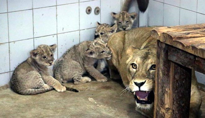 HAYVANAT BAHÇESİNİN MASKOTU