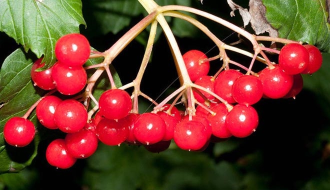 GİLABURU DEYİP GEÇMEYİN!