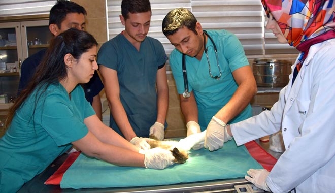 KÜÇÜK DOSTLARA MÜDAHALE