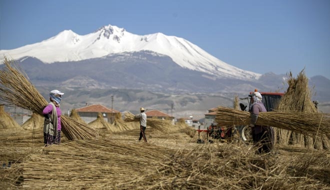 SULTANSAZLIĞI´NDAN KESİLEN KAMIŞLARIN