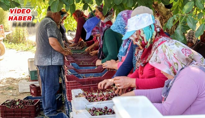 YAHYALI´DAKİ KİRAZ ÜRETİCİLERİ