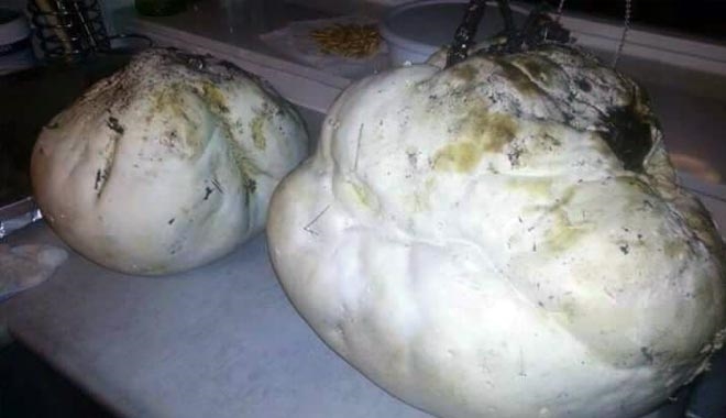 6 KİLOLUK MANTAR ŞAŞIRTTI