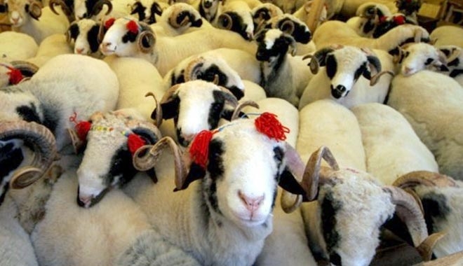 DİYANET İŞLERİ BAŞKANLIĞI