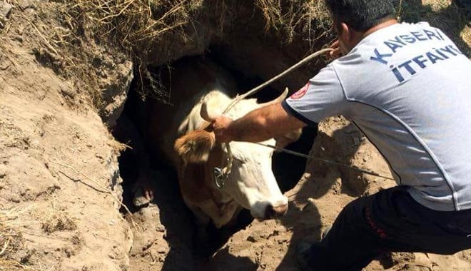 ÇUKURA DÜŞEN İNEĞİ