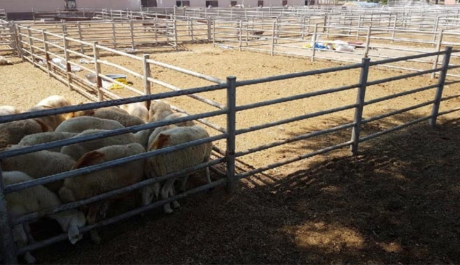 ELDE KALAN BÜYÜK VE KÜÇÜKBAŞLAR 