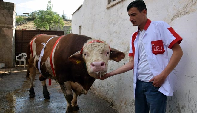 2 TON 200 KİLOLUK KURBANLIK BOĞA