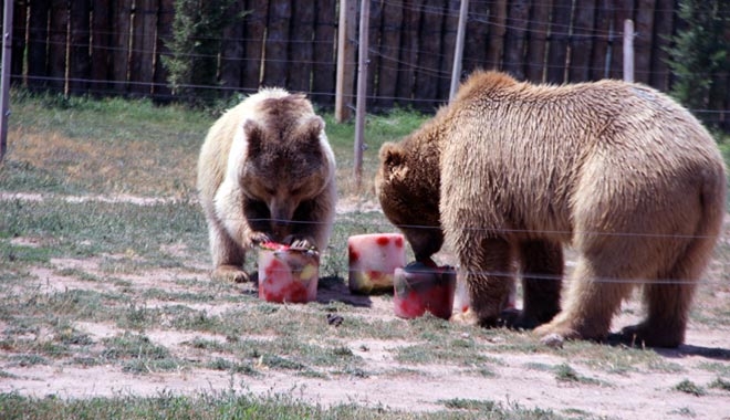 BOZ AYI VE MAYMUNLARIN BUZ KOKTEYLİ KEYFİ