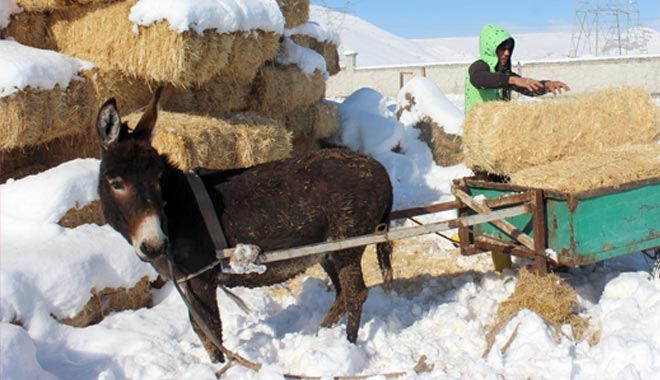 AKILLI EŞEK ´KEKO´