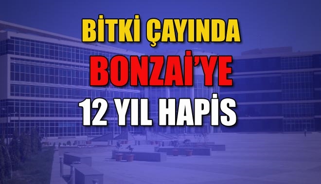 BİTKİ ÇAYINDA BONZAİ´YE