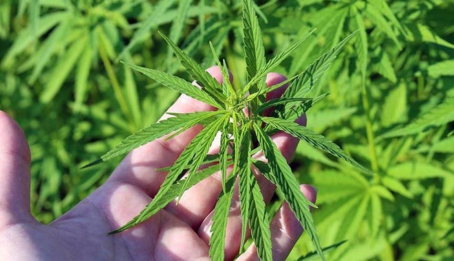 ELMASIYLA ÜNLÜ İLÇEDEN ?KENEVİR? ATAĞI