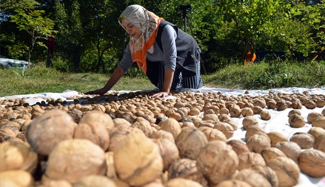 BÜNYAN CEVİZİNDE HASAT ZAMANI