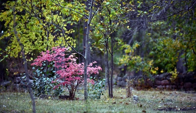 SONBAHAR´DA YEŞİL VE SARI RENKLERİN CÜMBÜŞÜ GÖZ KAMAŞTIRDI