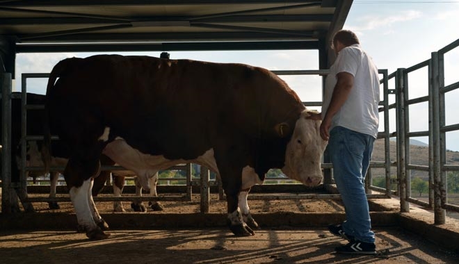 824 KİLOLUK BOĞAYI GÖRENLER HAYRETLER İÇİNDE KALDI