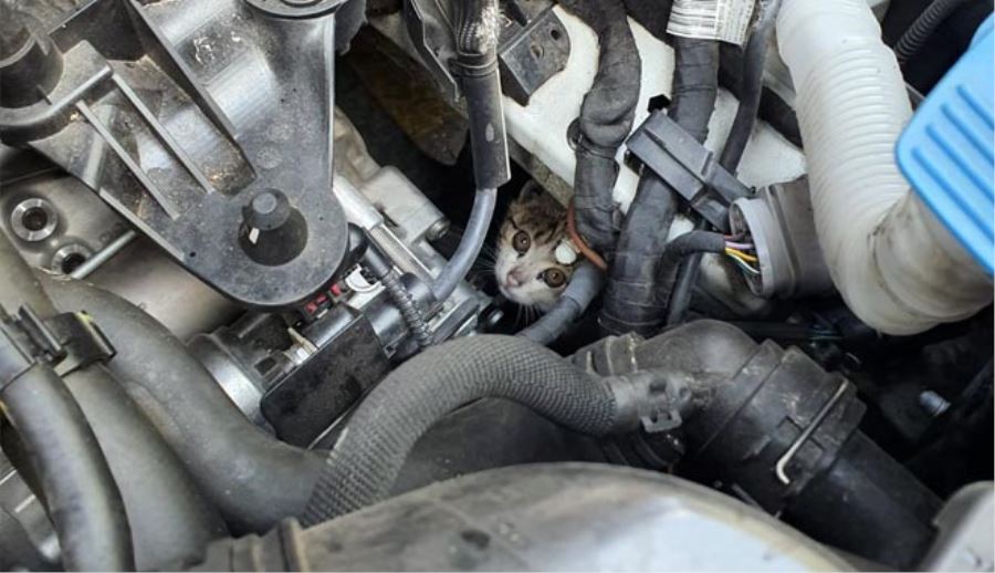 OTOMOBİLİN MOTOR KISMINA SIKIŞAN YAVRU KEDİYİ