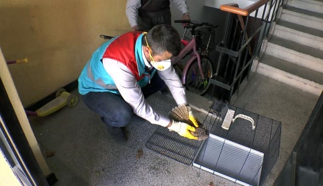 YARALI BAYKUŞA KOCASİNAN ŞEFKATİ