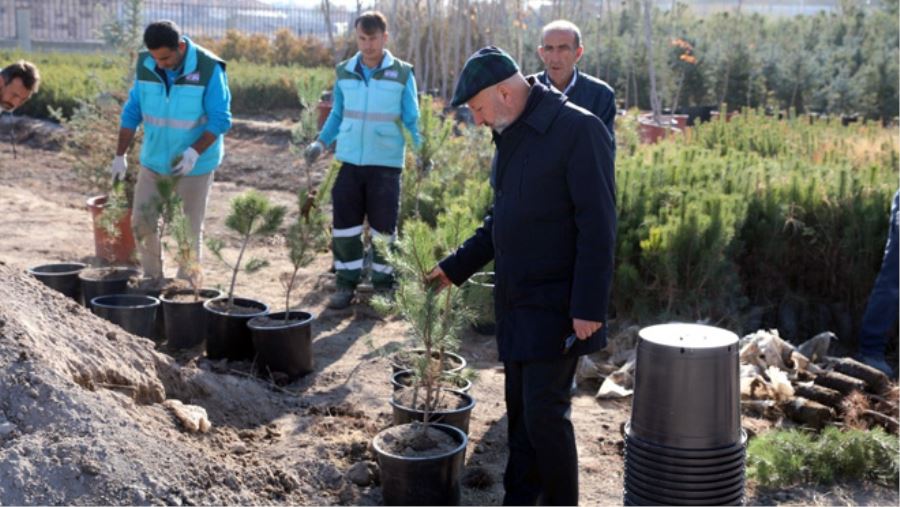 DAHA YEŞİL BİR KOCASİNAN İÇİN