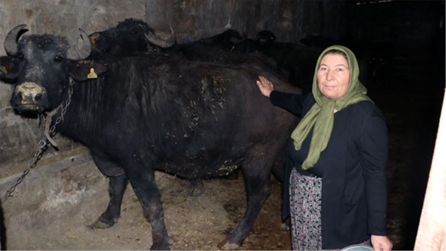 TEK MANDA İLE BAŞLADIĞI BESİCİLİKTE FİRMALARA ÜRÜN SATIYOR