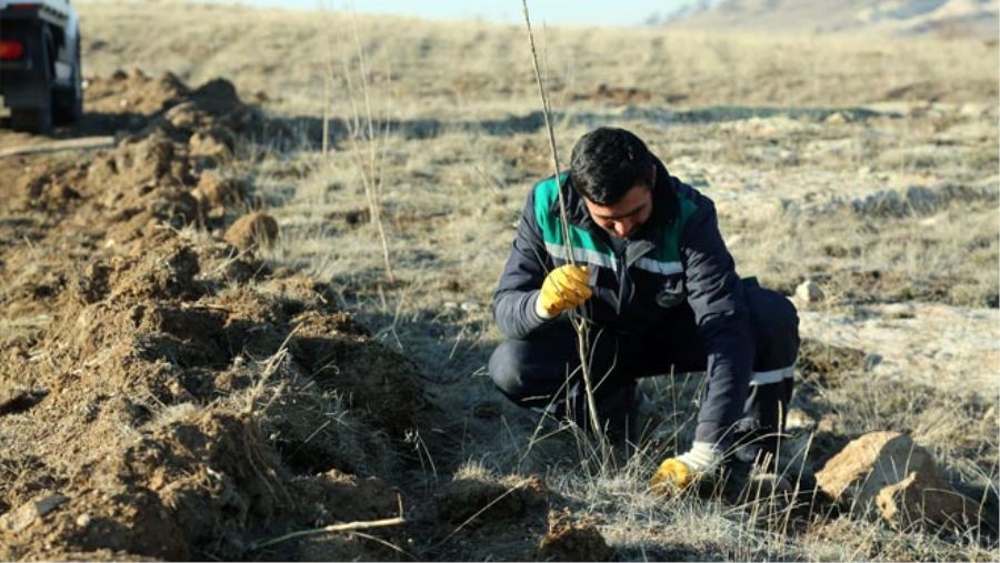 MAHLEP DİKİLİYOR, KİRAZA DÖNÜŞÜYOR